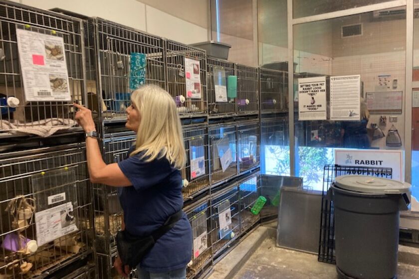 A woman looks into cages holding guinea pigs and rabbits at an animal shelter.
