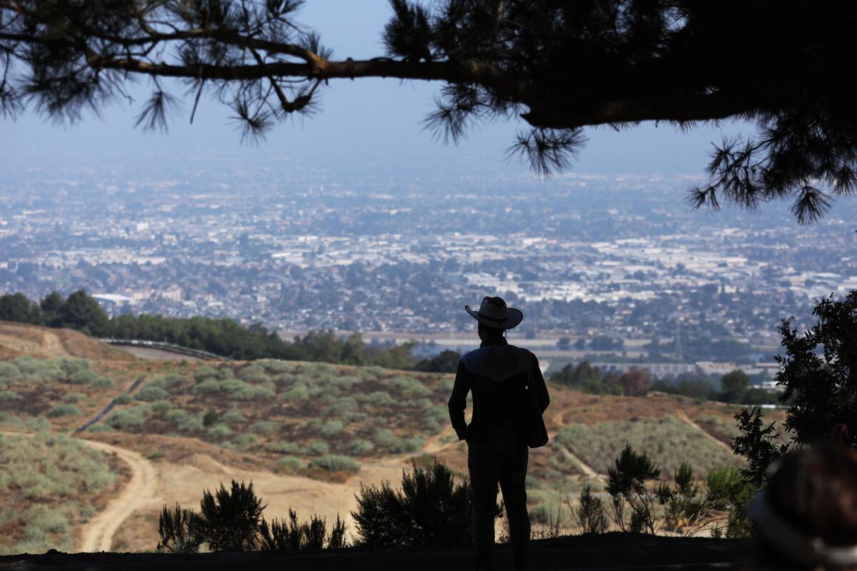 A person in a cowboy hat is seen in silhouette in the shade of a tree. In the distance is an urban area.