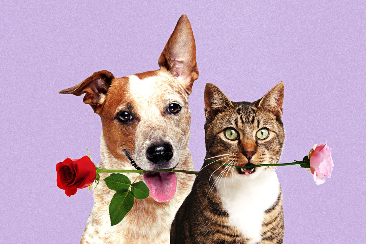 Illustration of a dog and a cat each holding a rose in their mouth 