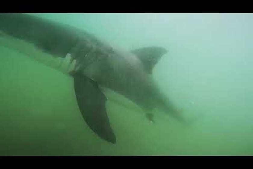 CSULB Shark Lab uses video to identify individual great white sharks off the coast