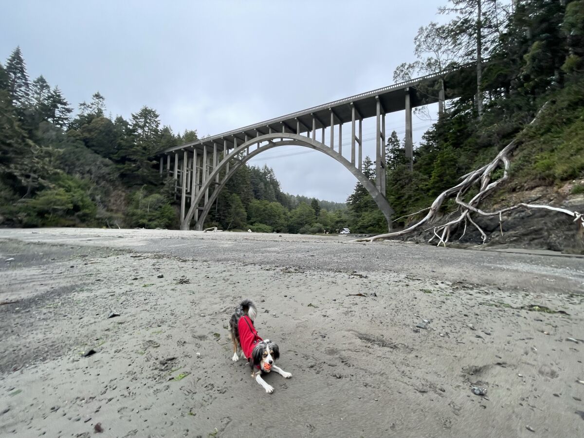 A dog plays in the sand under a bridge