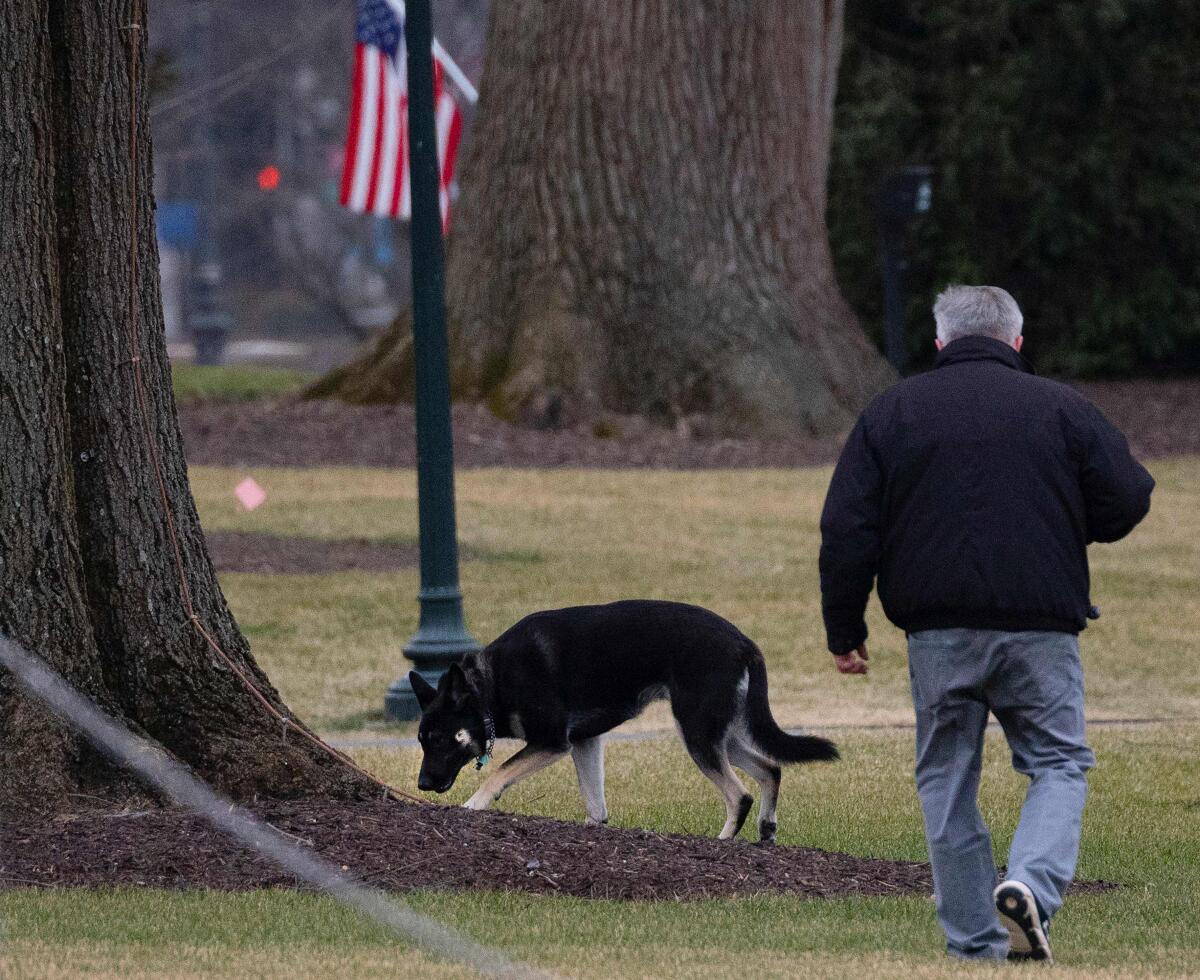 President Biden's dog Major