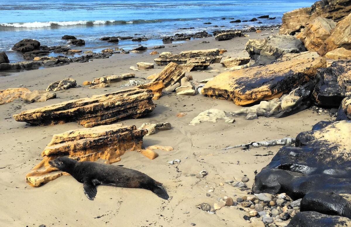 A sea lion covered in oil struggles on the sand just west of El Refugio State Beach, about 100 feet from where the oil spill flowed into the ocean.