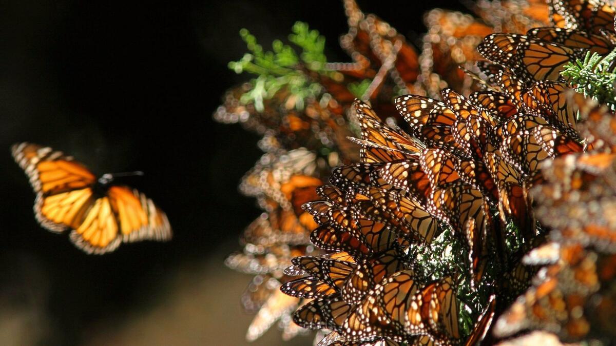 Monarch butterflies arrive along the California Coast in October and are gone by the end of February.
