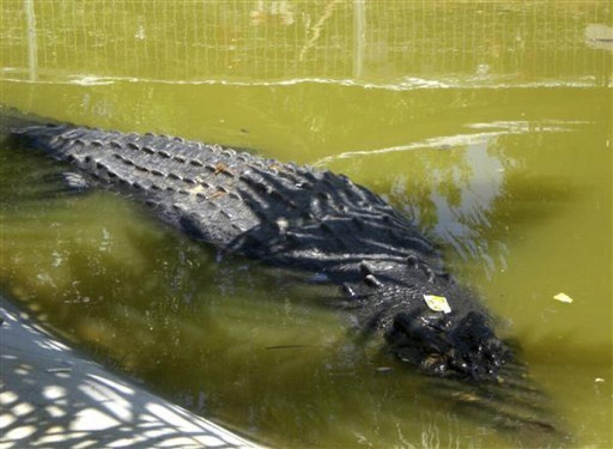 giant saltwater crocodile