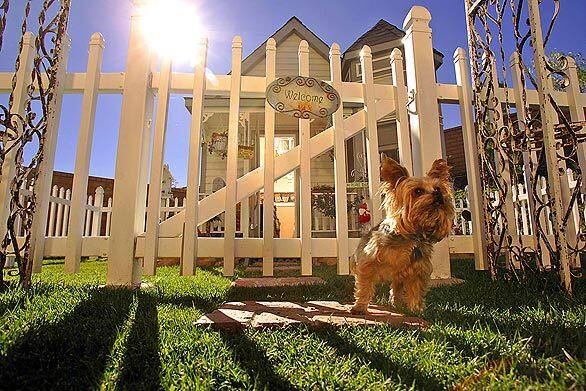 Yorkshire terrier Coco Puff looks around beyond the fenced-in yard of her quaint Victorian-style doghouse in the Riverside County community of Winchester. Yes, that's a doghouse. Owners Tammy and Sam Kassis had it built five years ago because they wanted Coco Puff and their other little pooch, a Pomeranian named Darla, to have a place of their own. The structure cost $5,000 to build.