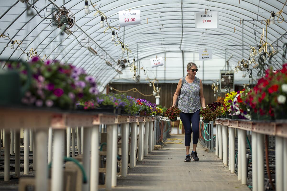 Gail Haghjoo shops for flowers during a plant sale at Orange Coast College's Horticulture Garden Lab in 2022.