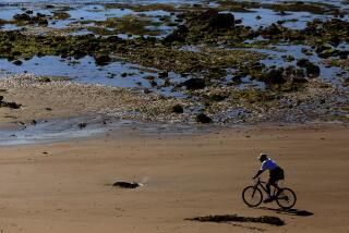 SANTA BARBARA, CA - MAY 23, 2015 -- A bicyclist rides on the beach at Coal Oil Point in Isla Vista even though signs were posted that the beach was closed due to the Gaviota oil spill on May 23, 2015. (Genaro Molina/ Los Angeles Times)