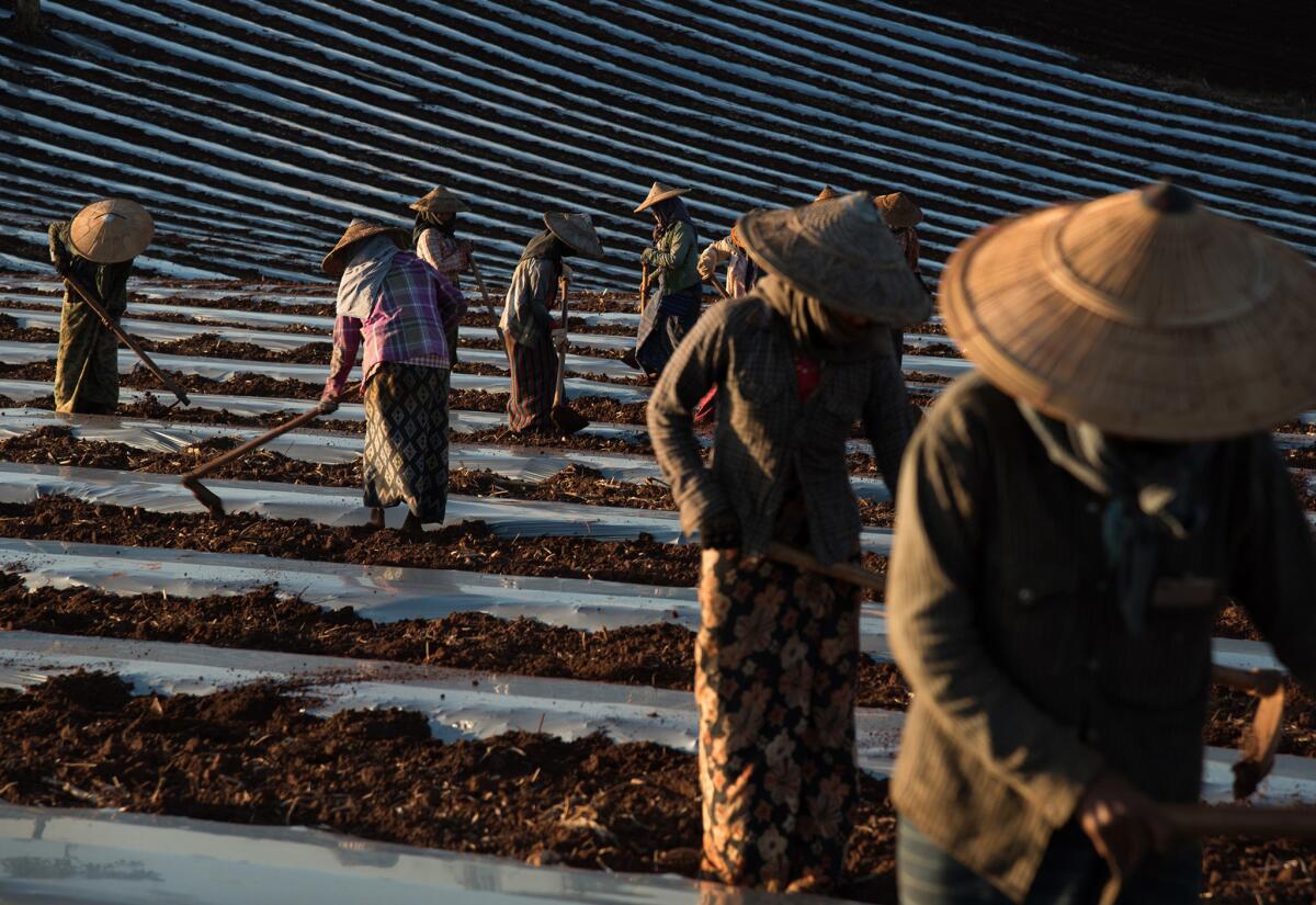 Female laborers work in melon plantation near Palaung Kone village, Myanmar. (Thet Htoo / For the Times)