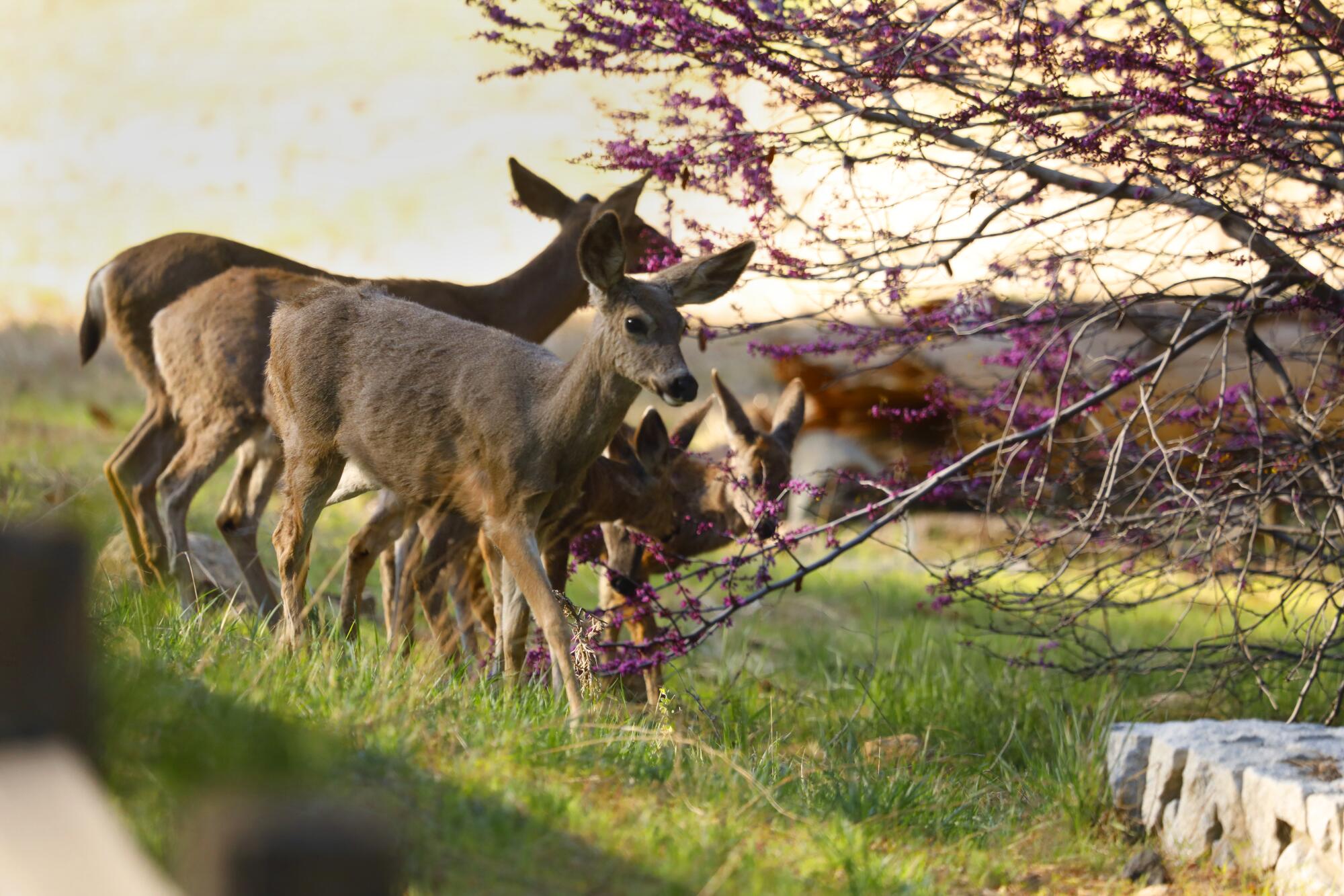 Two grown deer and two small ones graze on a tree with purple flowers in the grass