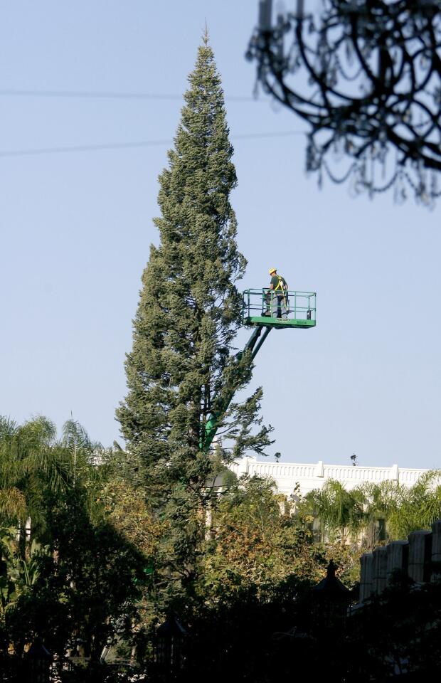 Photo Gallery: Christmas Tree arrives at Americana at Brand