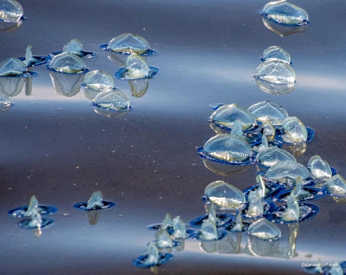 In the last week, thousands of creatures known as By-the-wind-sailors have been washing up on shore