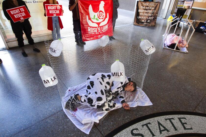 A protester representing dairy cows lays on the floor of the foyer to San Diego City Hall where four animal activists with Direct Action Everywhere were later arrested while participating in the Global Action for Animal Rights after chaining themselves in front of City Hall in downtown on Friday. See story, B3. John Gibbins