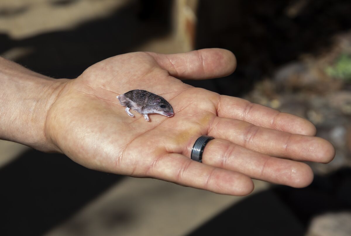 A life-size cutout of Pat the pocket mouse sits on the palm of a hand to show his tiny size.
