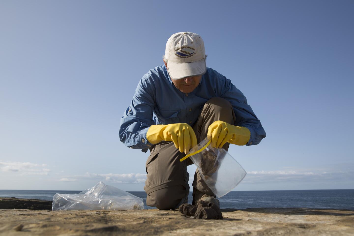 Seal scat