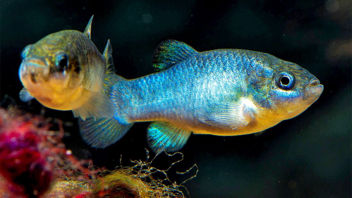 The Devils Hole pupfish were rattled by twin earthquakes near Ridgecrest.
