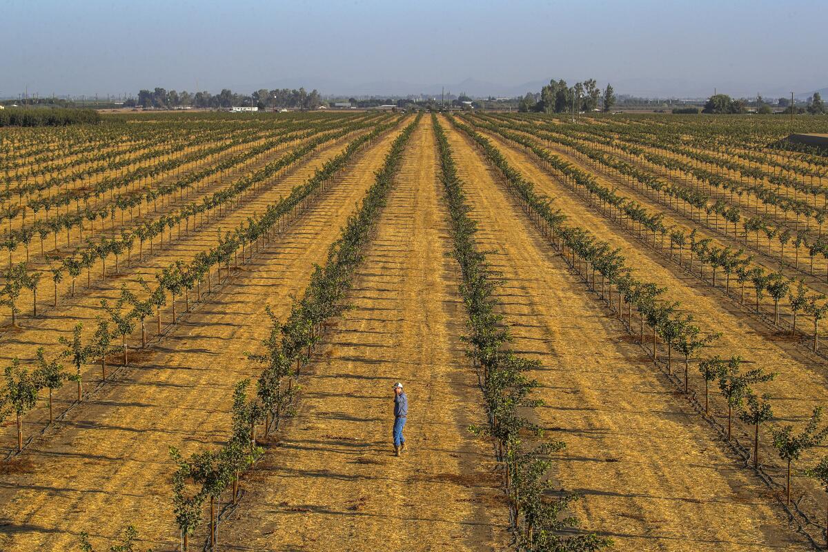 A man stands in a yellow field among rows of small green trees