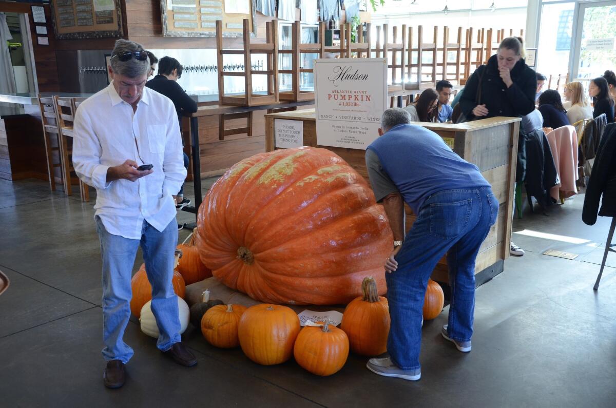 A 1,033-pound pumpkin on display at Oxbow Public Market in Napa.
