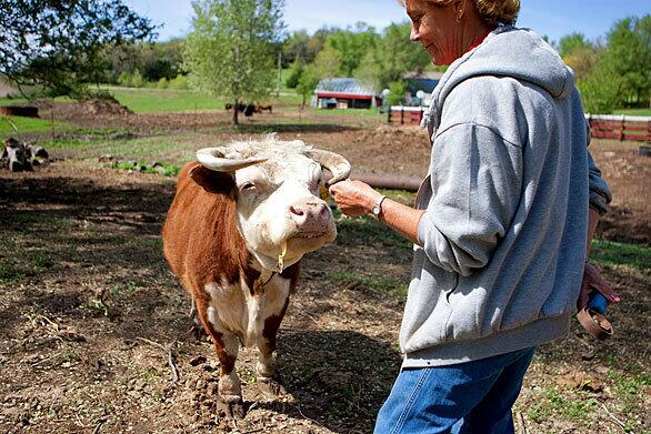 Miniature Herefords