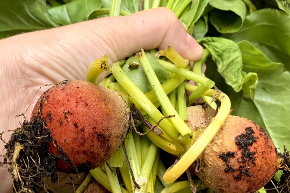 This July 2021 photo provided by Jessica Damiano shows newly harvested golden beets in Glen Head, N.Y. Beets and other root crops thrive in cool temperatures, making them ideal to plant in summer for a fall harvest. (Jessica Damiano via AP)