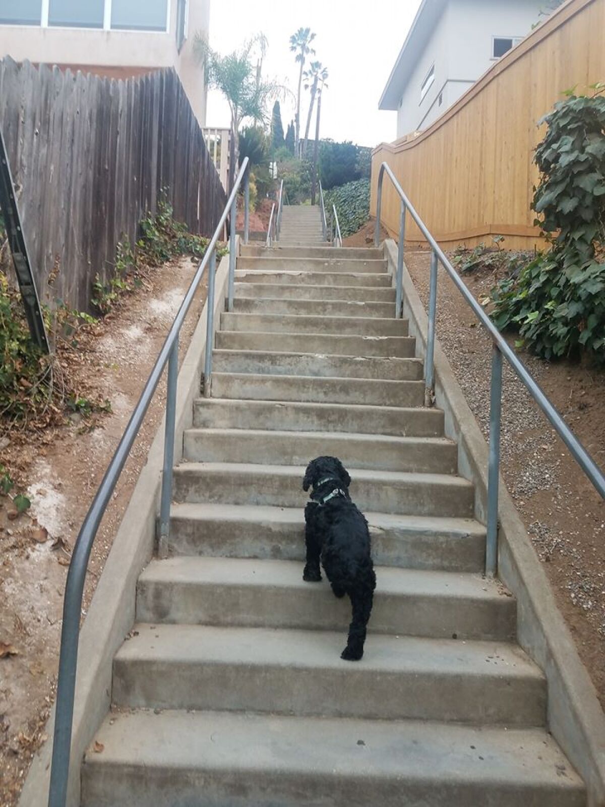 A dog goes up some of the "Secret Stairs" near downtown La Mesa in this file photo from 2018. The city of La Mesa has closed the popular exercise site as part of protecting gatherings of people during the coronavirus pandemic.