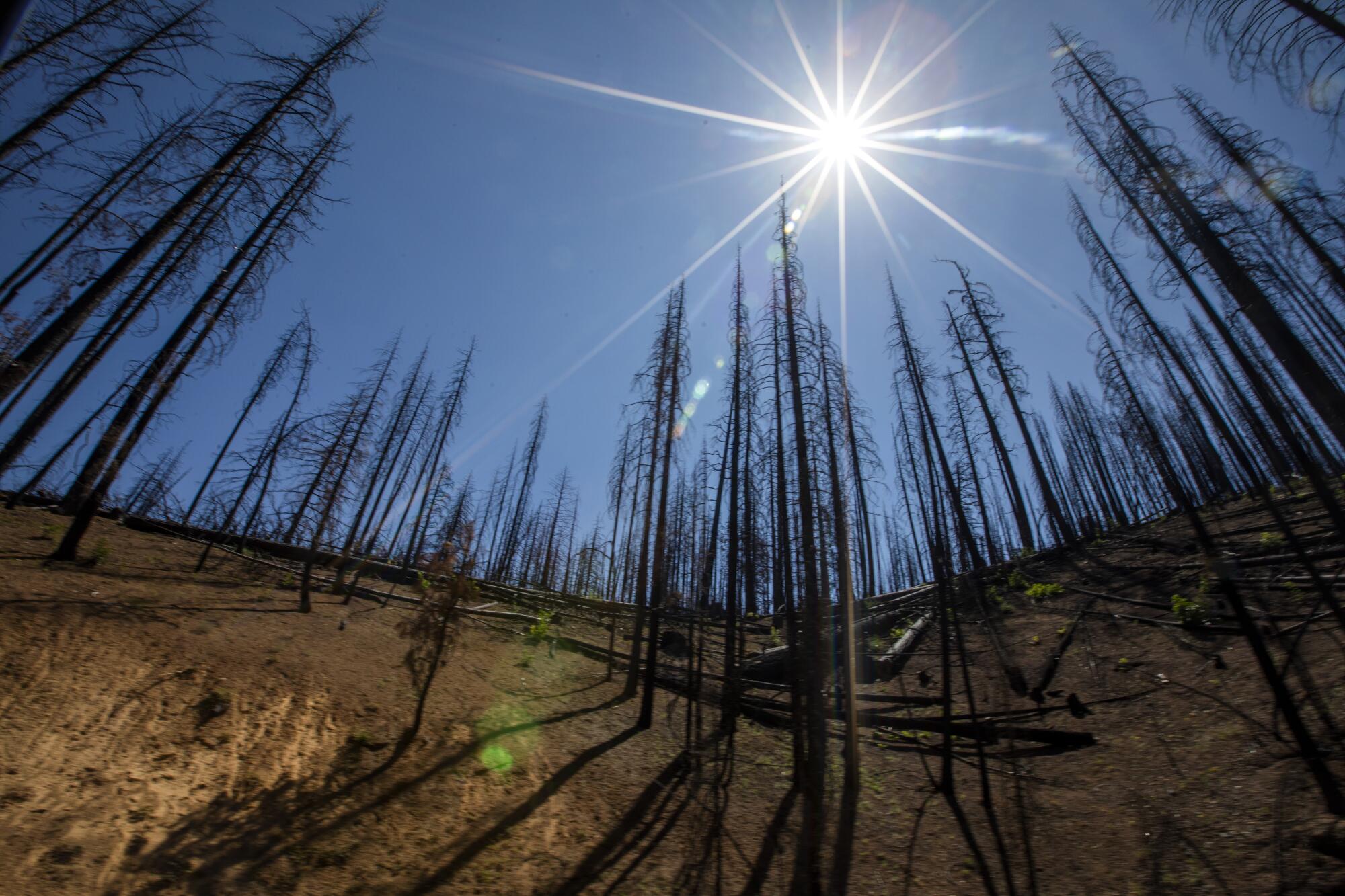 The sun shines on trees burned in the Dixie fire. 