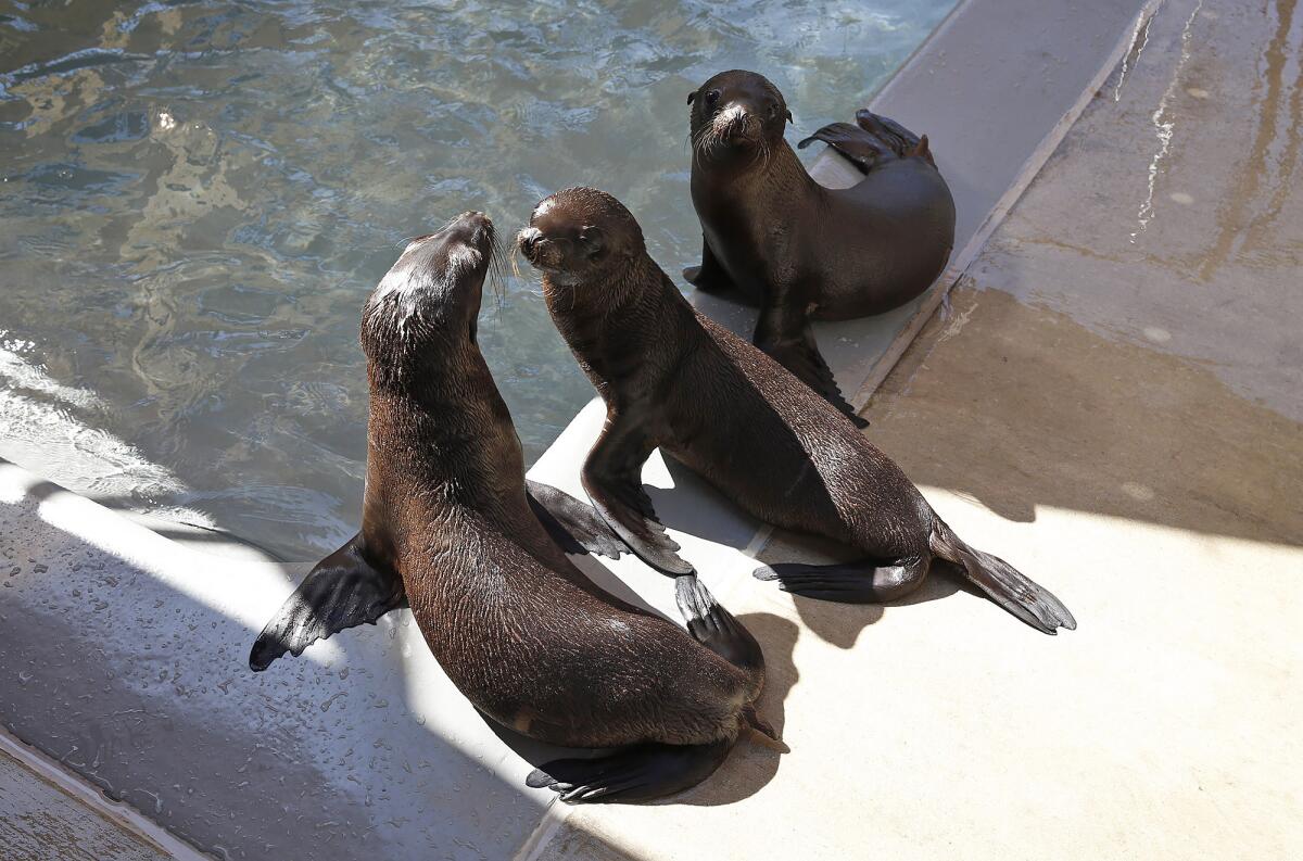 Three sea lion pups swim in a pool at the Pacific Marine Mammal Center.