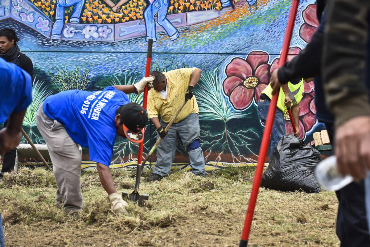 Day laborers dig up grass in the student garden at Evelyn Thurman Gratts Elementary School in Westlake.