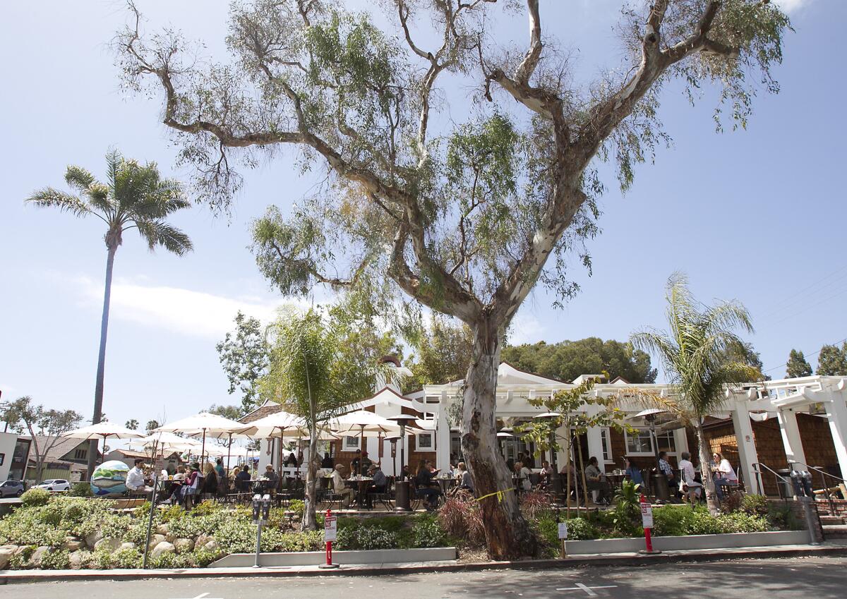 The large eucalyptus tree near the Urth Caffe in Laguna Beach can stay, for now.
