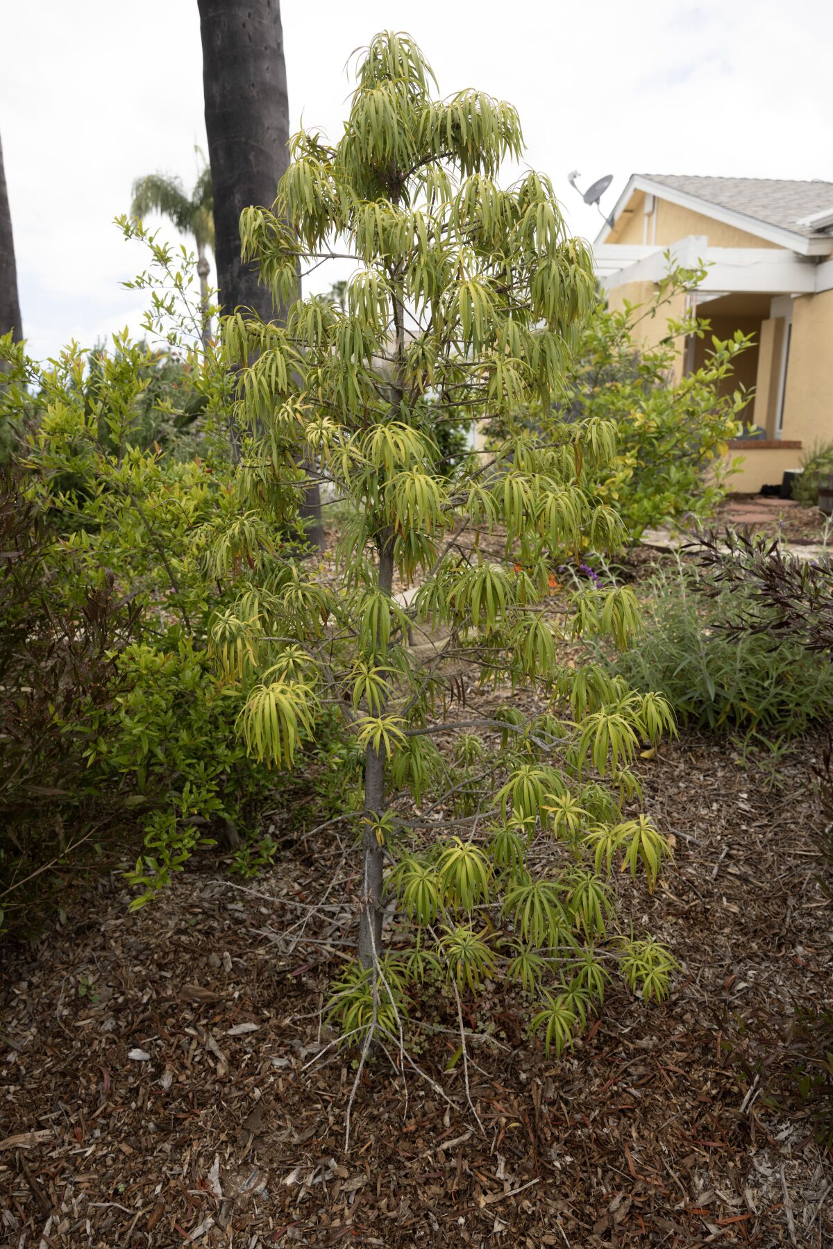 A tree in the front yard