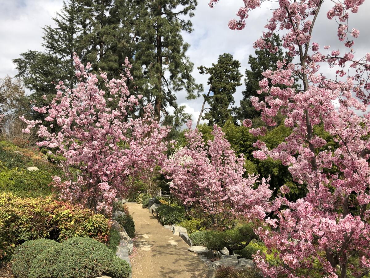 Cherry trees erupted in pink last week at the Huntington Gardens in San Marino.