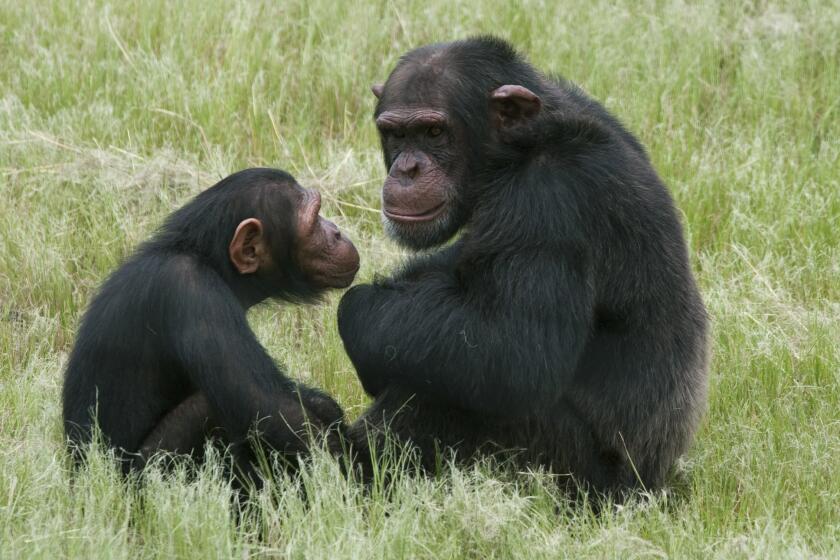 Humans and their closest animal relatives, chimpanzees, have diverse cultural repertoires, while the more distantly related orangutans do not, researchers conclude in a new study.