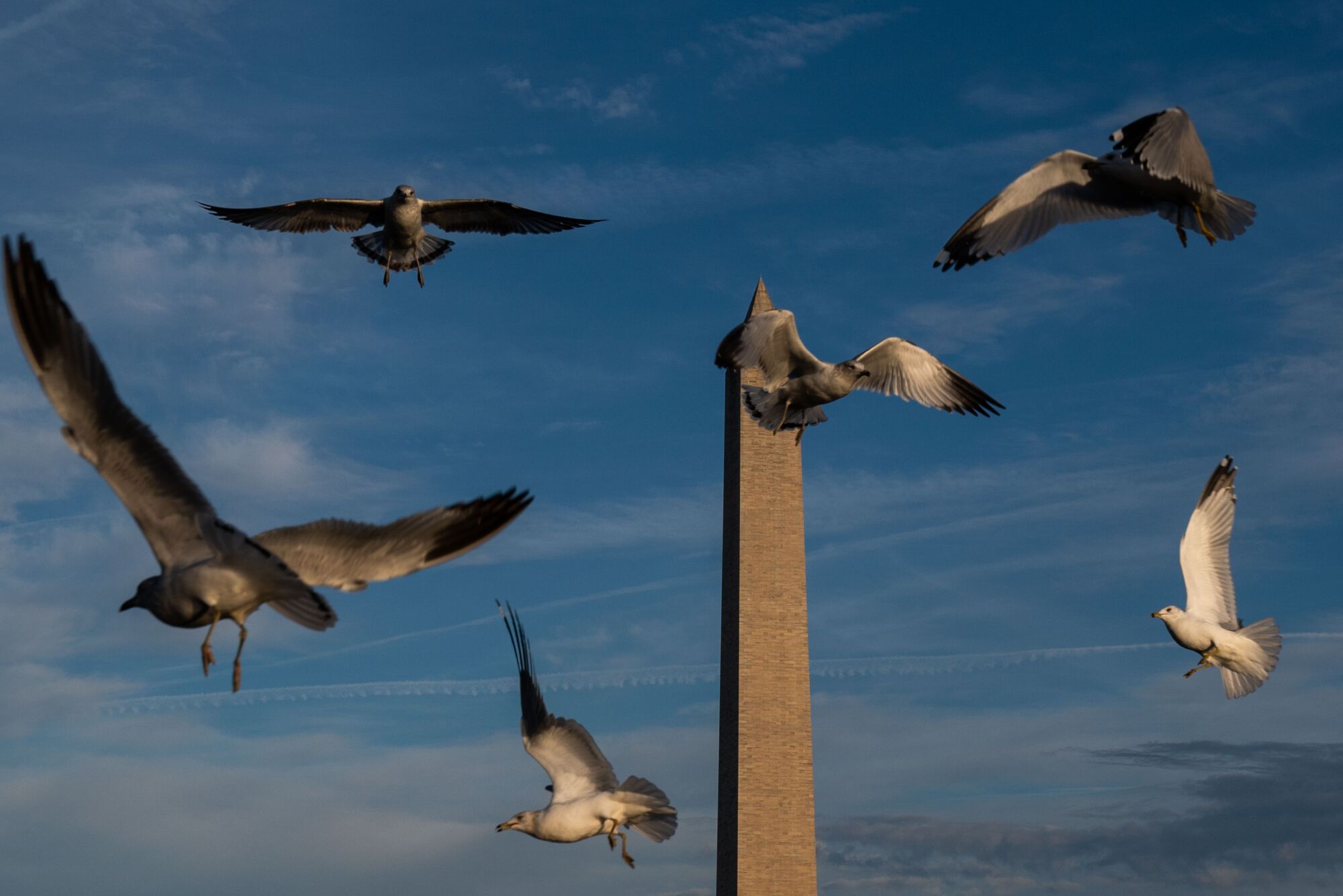 Birds in flight over Constitution Gardens Pond with the Washington Monument in the background.