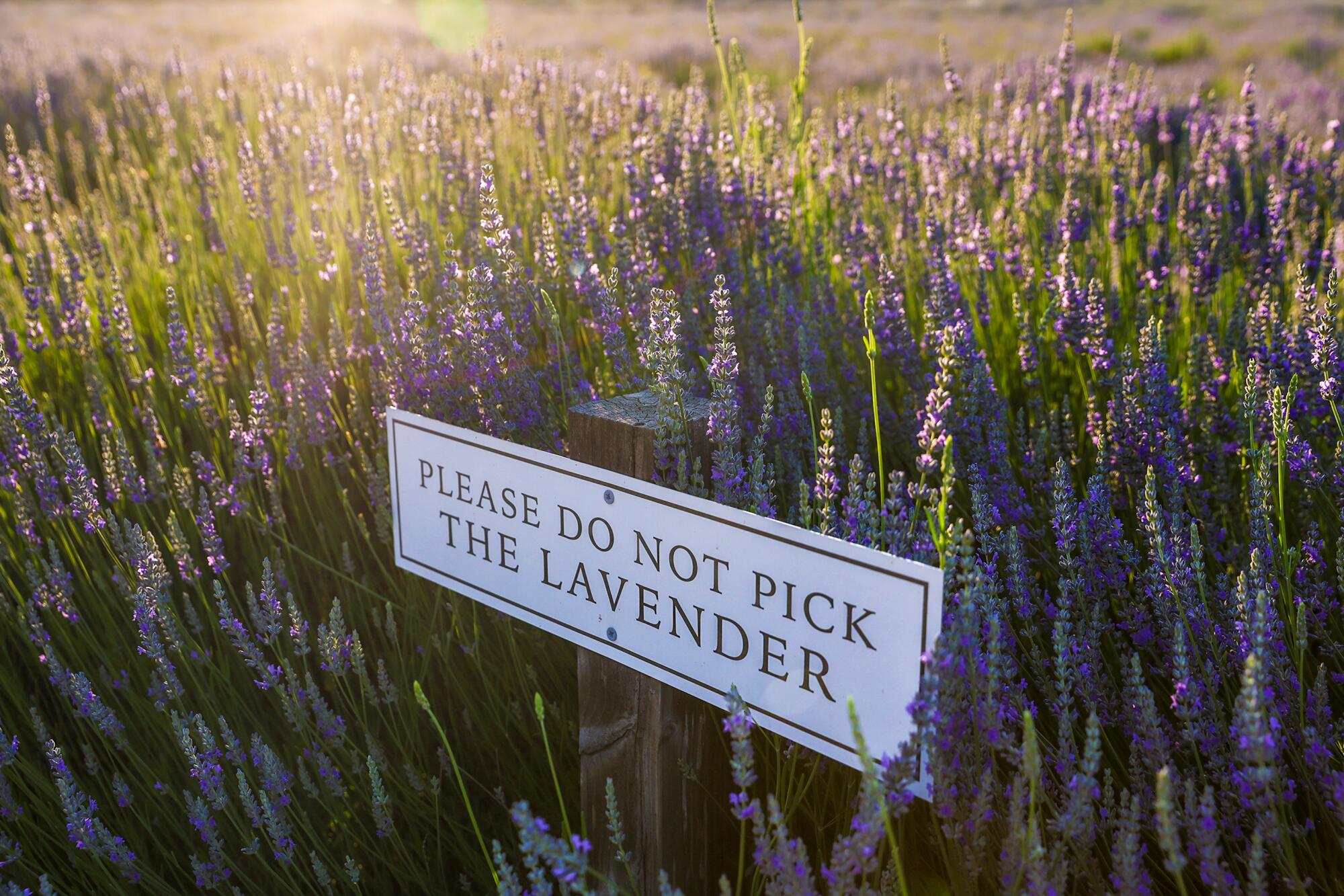 A sign reading "please do not pick the lavender" in a lavender field.