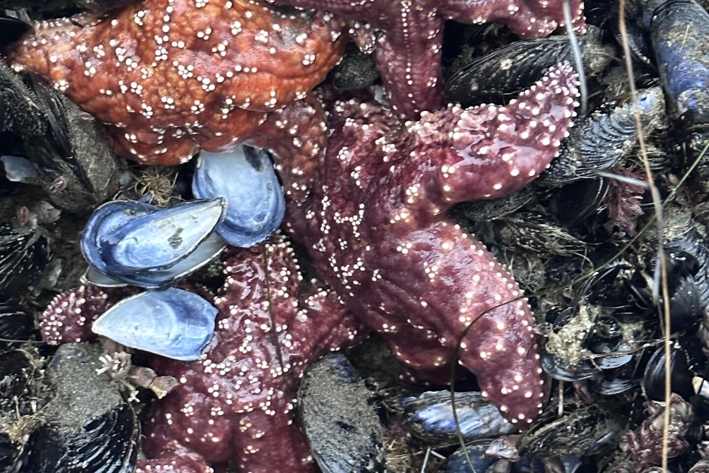 Alan Ackerberg starfish cluster Scripps Pier.jpg