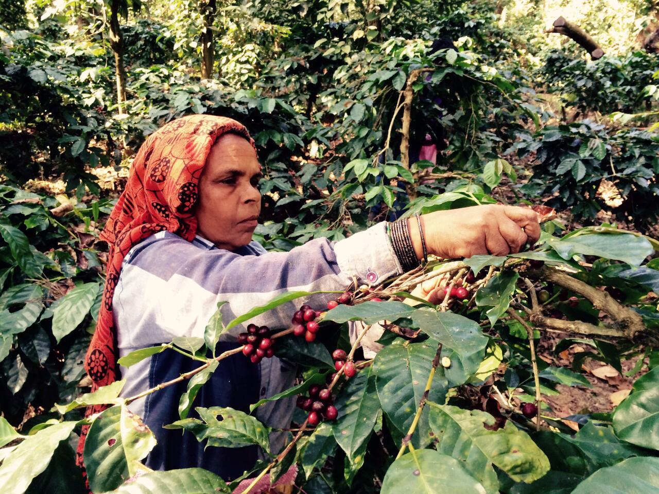A worker picks coffee beans on Tarun Cariappa's farm in Chettalli, India.