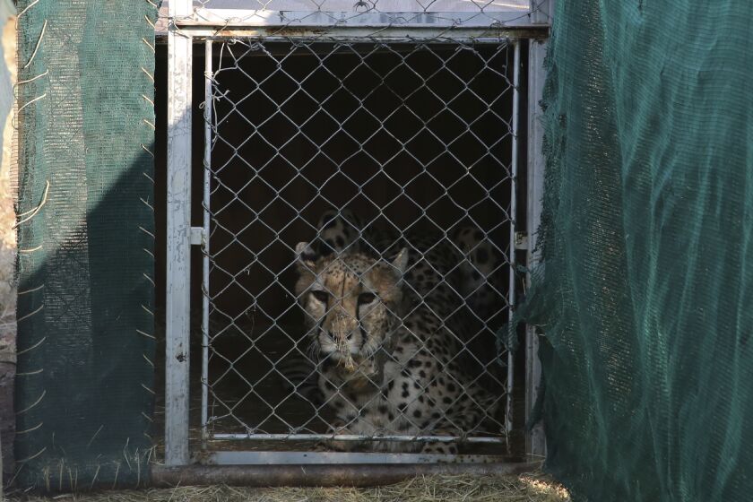 FILE - A cheetah lies inside a transport cage before traveling to India, at the Cheetah Conservation Fund in Otjiwarongo, Namibia, Friday, Sept. 16, 2022. India will receive 12 cheetahs from South Africa next month to join eight it got from Namibia in September as part of an ambitious plan to reintroduce the cats in the country after 70 years. (AP Photo/Dirk Heinrich, File)