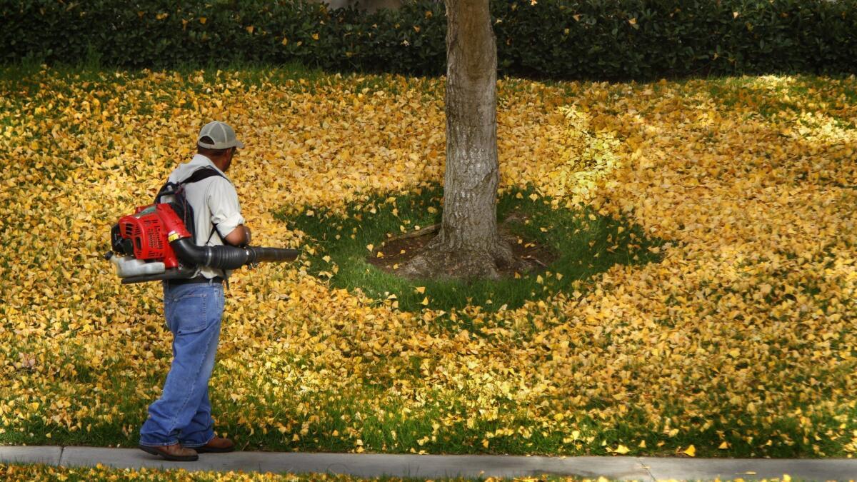 I just keep celebrating fall, despite the reasons not to — the leaf blowers, the indifferent neighbors, the chainsaw down the street.