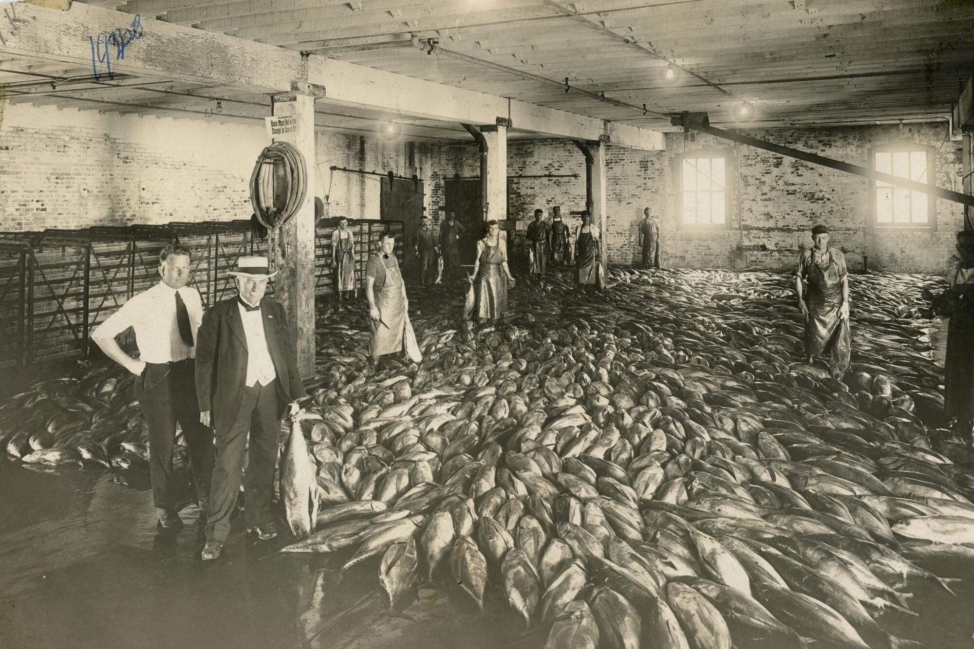 Hundreds of albacore tuna pile up across a cannery floor as workers in aprons look on.