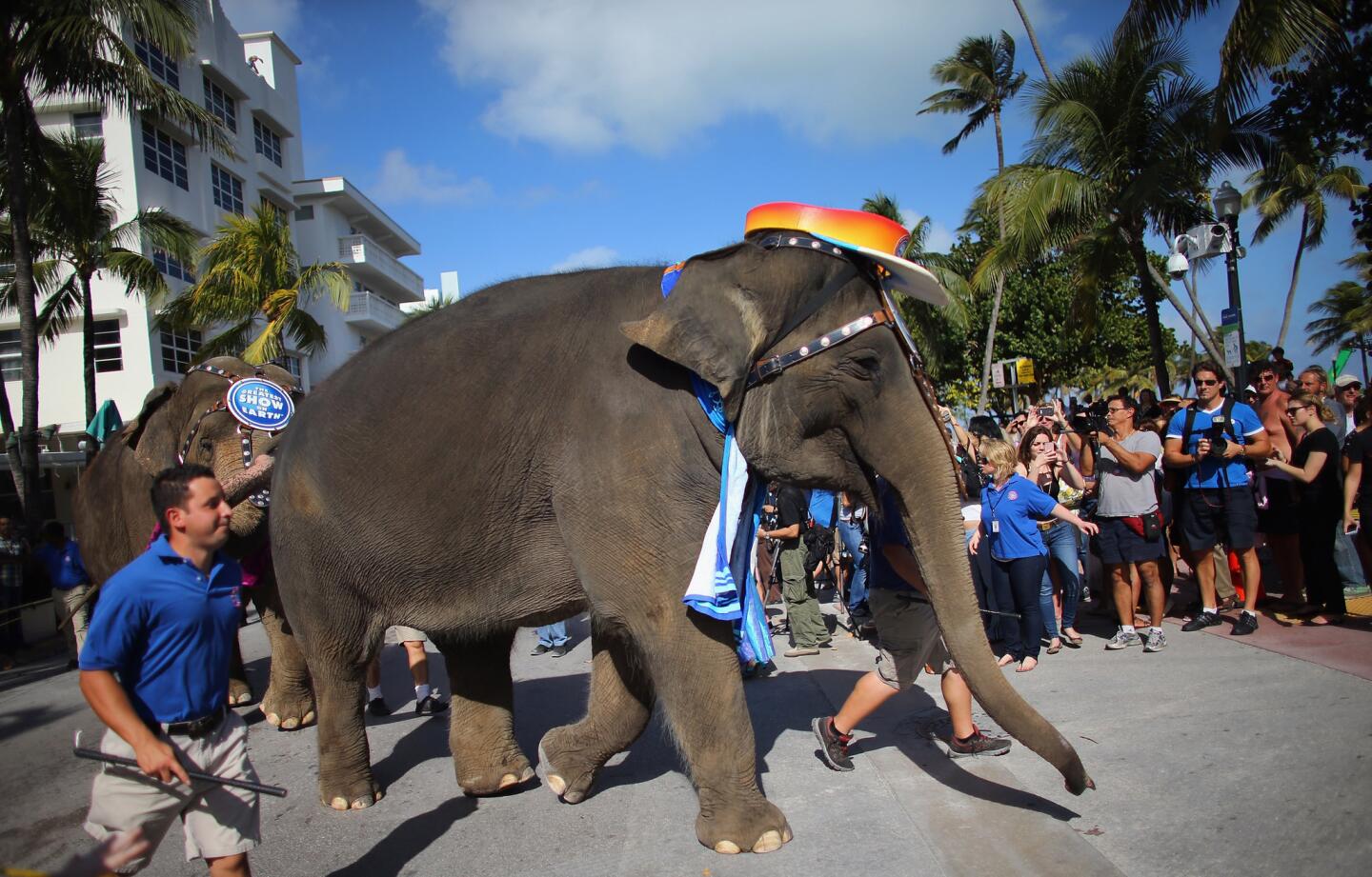 Elephants from the Ringling Bros. and Barnum & Bailey Circus parade along Ocean Drive on January 9, 2013 in Miami Beach, Florida.