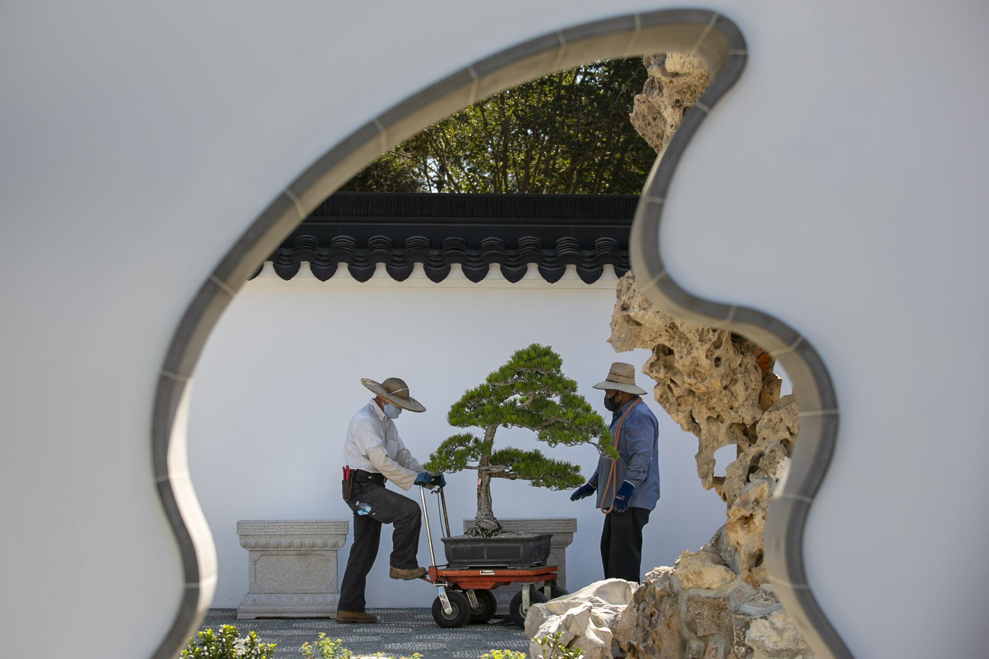 Che Zhao Sheng places a penjing on its stand in preparation for the Chinese Garden expansion's opening.