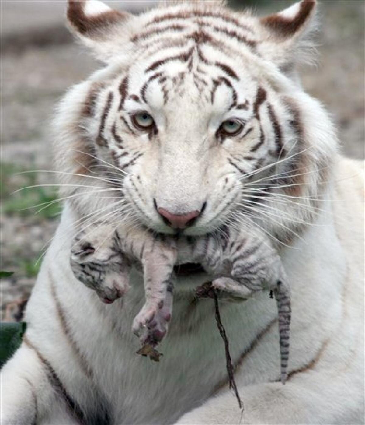 Tymoshenko's tigress gives birth to 4 cubs - The San Diego Union-Tribune