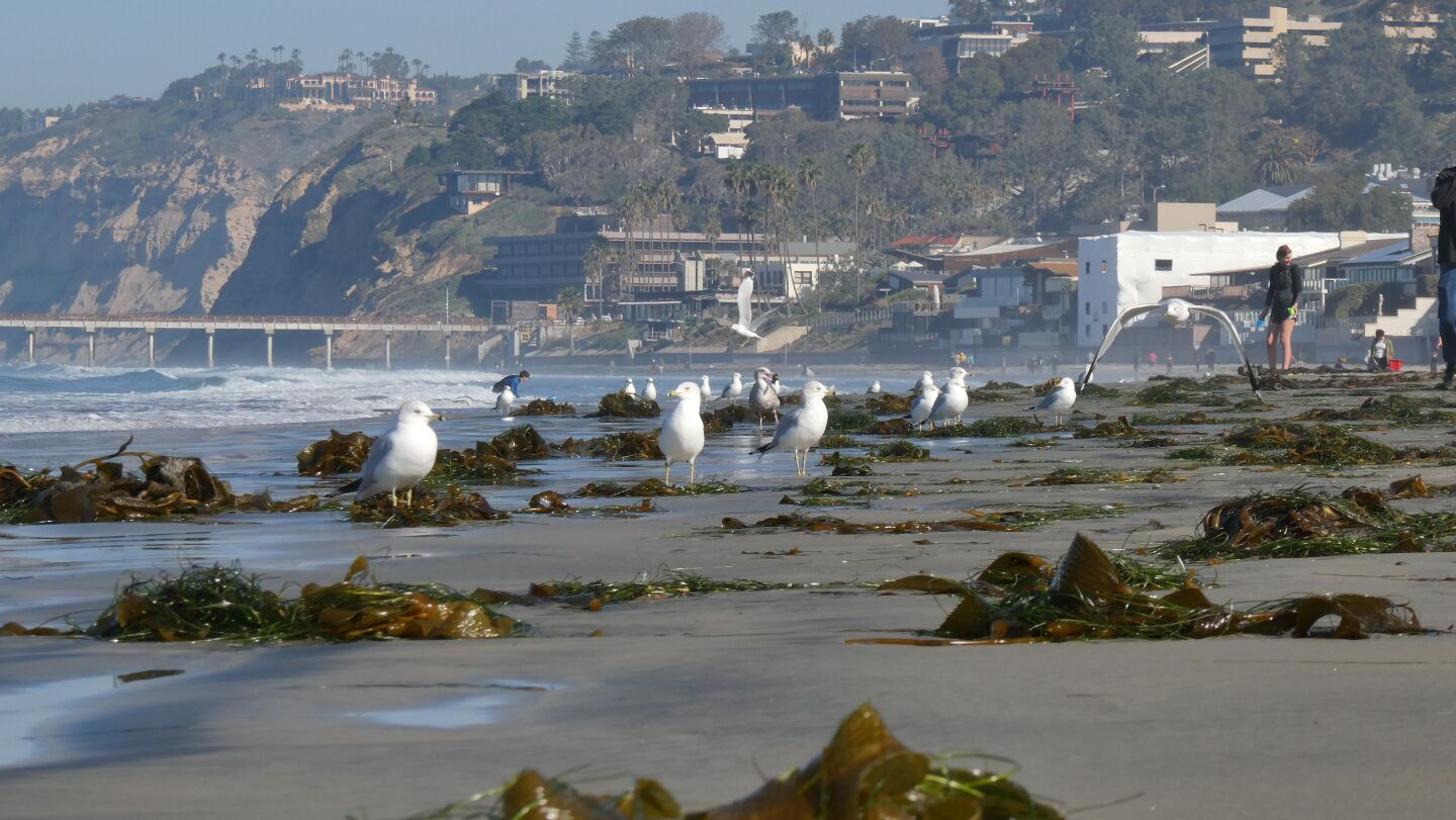 Gulls congregate at La Jolla Shores.