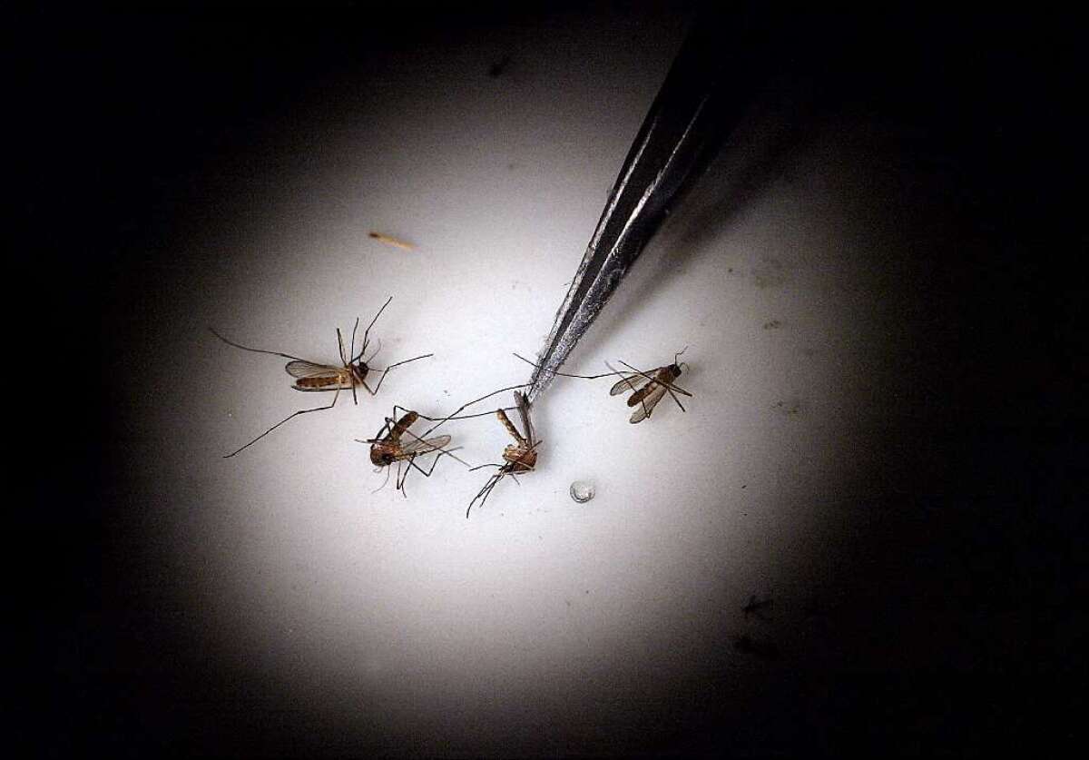 El virus del Nilo Occidental generalmente se transmite a los humanos por la picadura de un mosquito infectado.