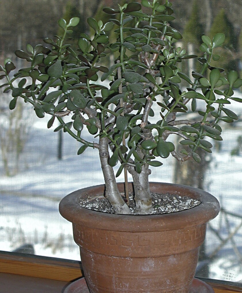 This undated photo shows a jade plant in New Paltz, N.Y. Jade plant is one of many succulents — that is, plants with fleshy stems and leaves — that are not related to cactuses. (Lee Reich via AP)