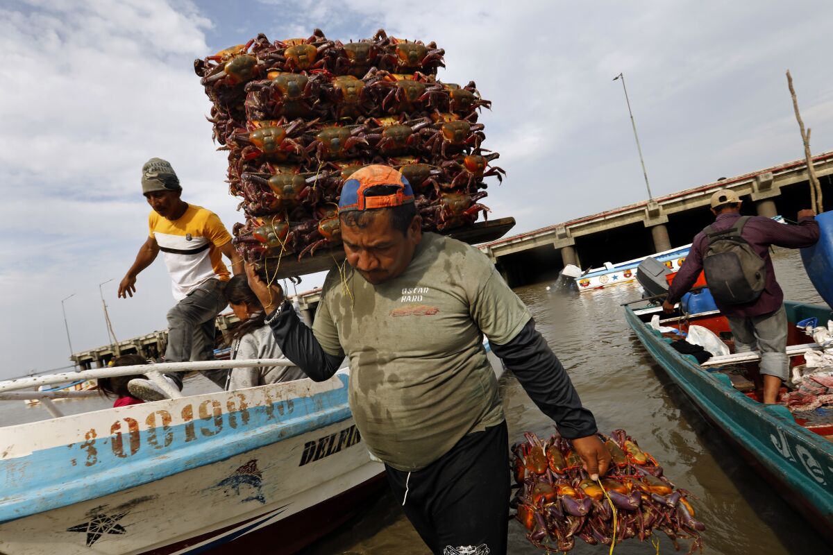 Workers unload crab and fish at a fish market in Guayaquil, Ecuador.