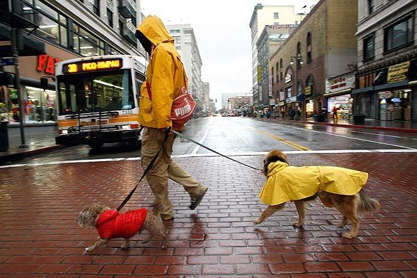 Dog walker Don Allen walks Tramp, left, and Owen while crossing Broadway in the rain in downtown Los Angeles. See full story