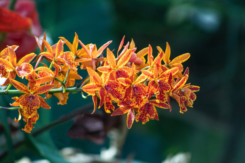 A detail image of vibrant orange blooms cascading along an orchid branch.