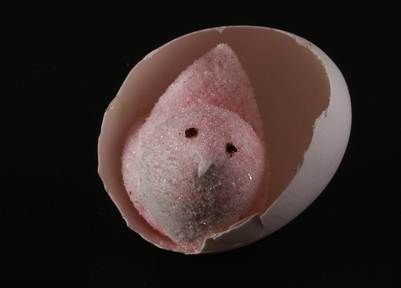 Pink 'peep' in eggshell