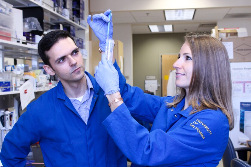 UCI researchers Henry Farhoodi, a graduate student in pharmaceutical sciences, and Aude Segaliny, a postdoctoral scholar in pharmaceutical sciences, examine their work.